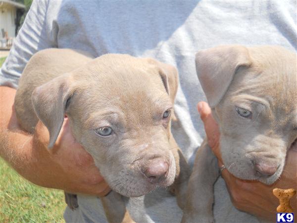 Bullmastiff Puppies