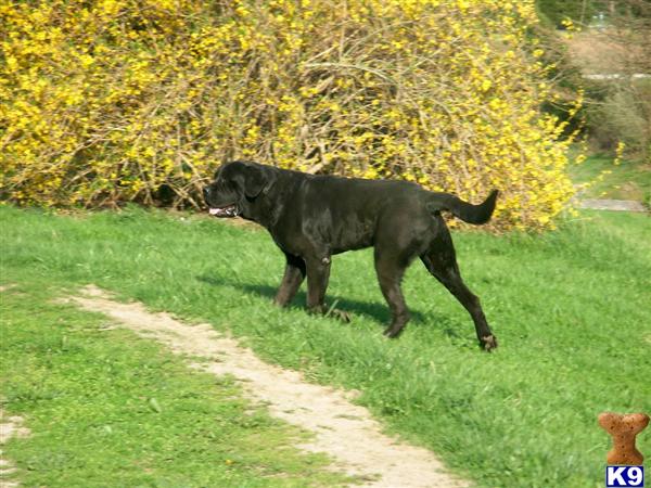 Stud Dogs - Mastiff