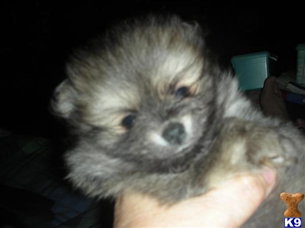 pomeranian puppies for sale in wi pomeranian dogs for sale in wisconsin pomeranian puppies for sale in wi pomeranian dogs for sale in wisconsin