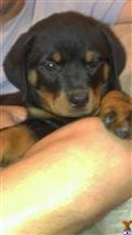 Rottweiler