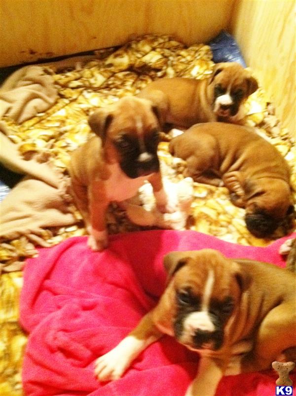 Puppies in MA