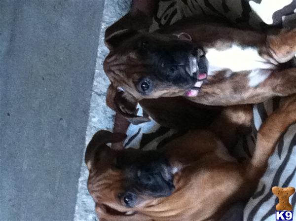 Puppies in MA