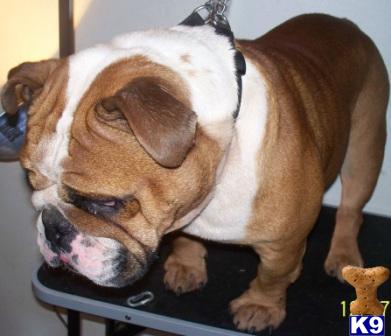 Dogs - English Bulldog
