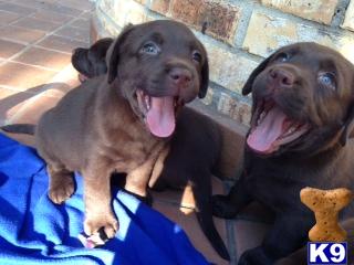 Puppies in TX