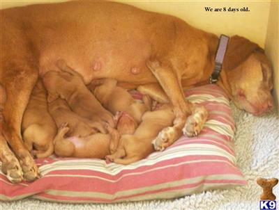 Vizsla Puppies for Sale