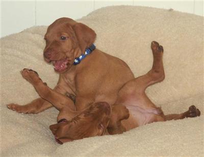 Vizsla Puppies for Sale