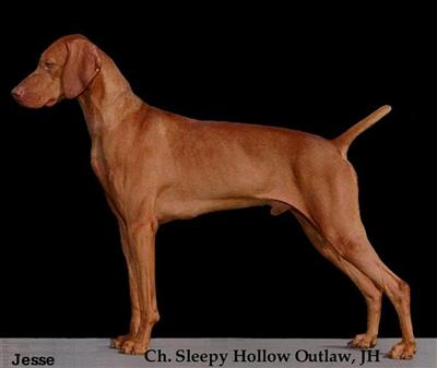 Stud Dogs - Vizsla
