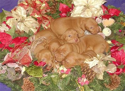 Vizsla Puppies for Sale