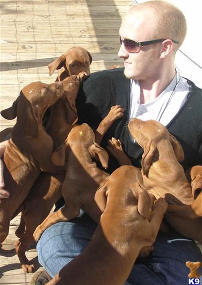 Vizsla Puppies for Sale