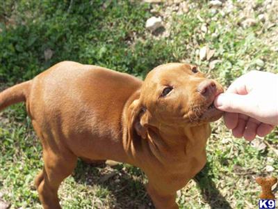 Vizsla Puppies for Sale