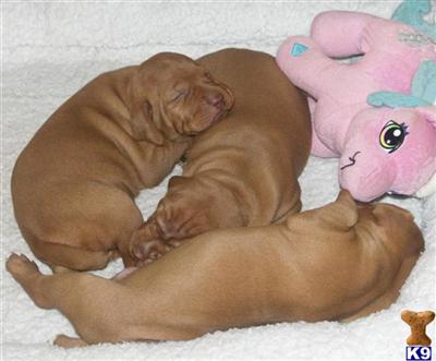 Vizsla Puppies for Sale