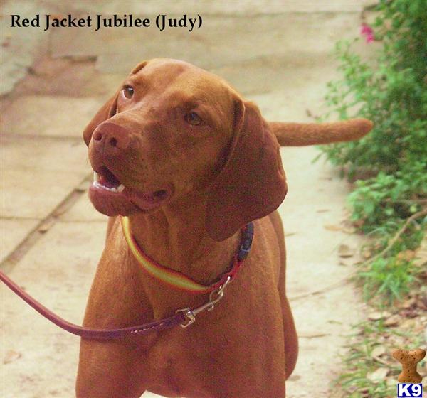 Vizsla Puppies in TX