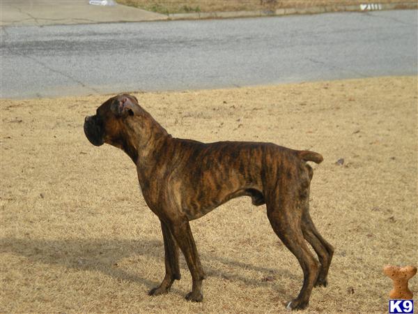 Stud Dogs in SC
