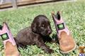 Labradoodle