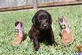 Labradoodle