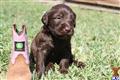 Labradoodle