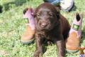 Labradoodle