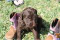 Labradoodle