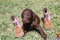 Labradoodle