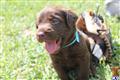 Labradoodle