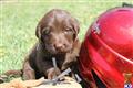 Labradoodle