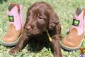 Labradoodle