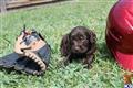 Labradoodle