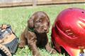 Labradoodle