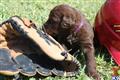 Labradoodle