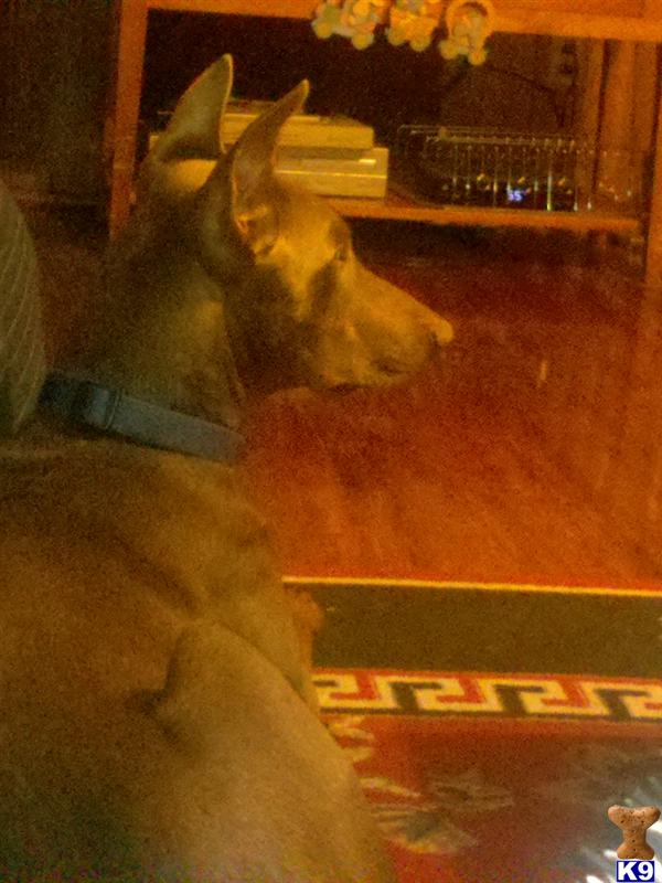 Stud Dogs - Doberman Pinscher
