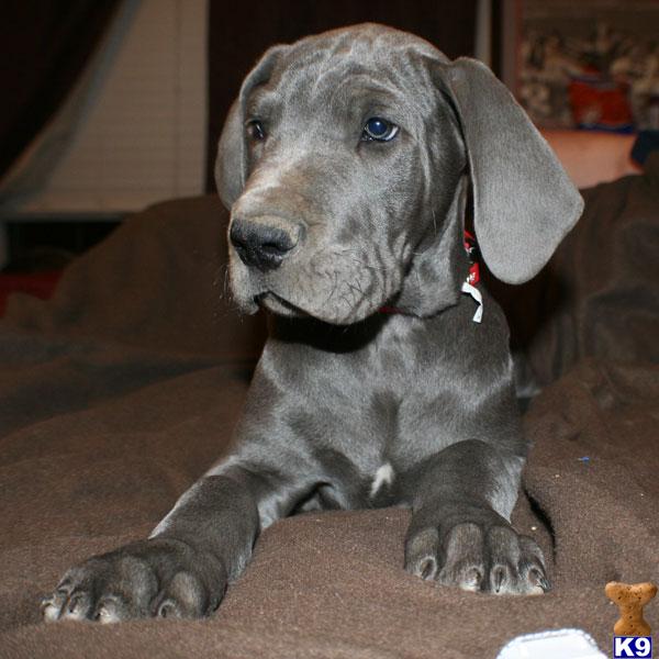Great Dane Puppies in TX