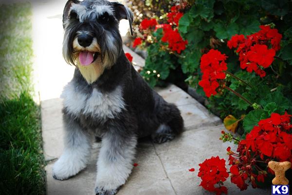 Stud Dogs - Miniature Schnauzer