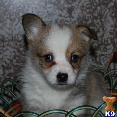 Pembroke Welsh Corgi Puppies for Sale