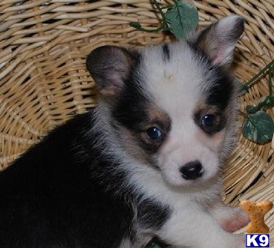 Pembroke Welsh Corgi Puppies for Sale