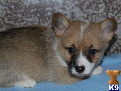 Pembroke Welsh Corgi Puppies for Sale
