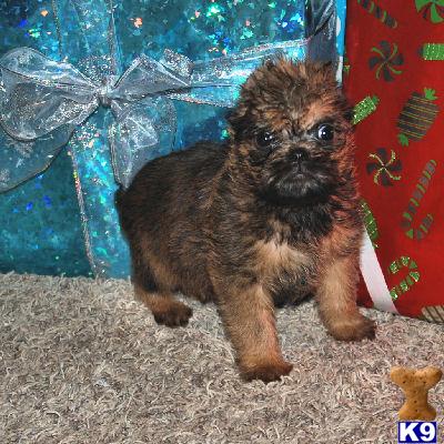 Brussels Griffon Puppies for Sale