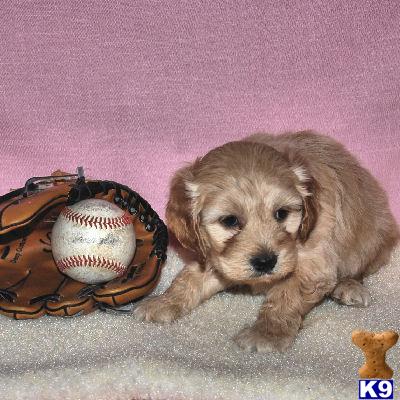 Cocker Spaniel Puppies for Sale