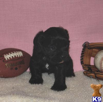 Cocker Spaniel Puppies for Sale
