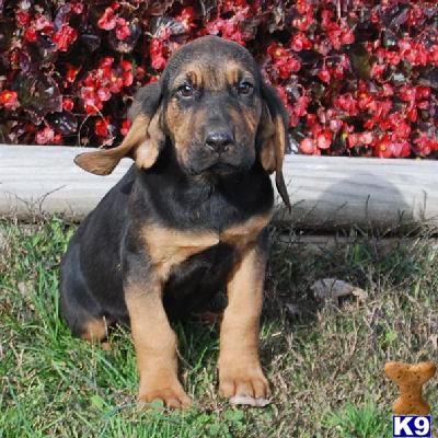 Bloodhound Puppies for Sale