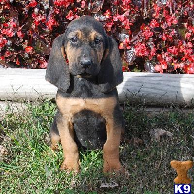 Bloodhound Puppies for Sale
