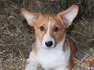 Pembroke Welsh Corgi Puppies for Sale