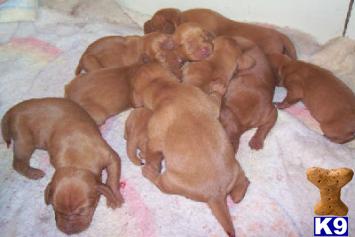 Vizsla Puppies for Sale