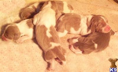 Beagle Puppies for Sale