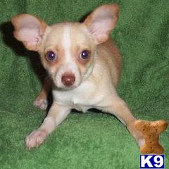 Chihuahua Puppies for Sale