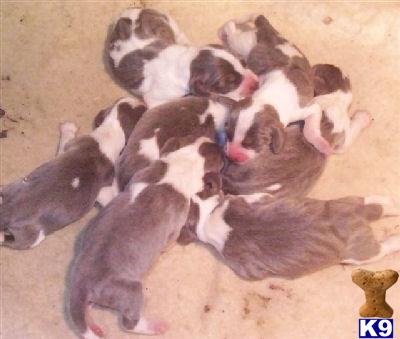 Beagle Puppies for Sale
