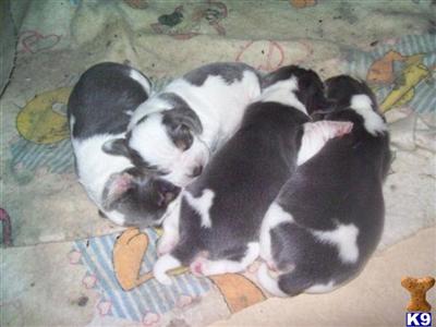 Beagle Puppies for Sale