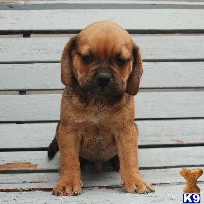 Mixed Breed Puppies for Sale