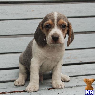 Beagle Puppies for Sale