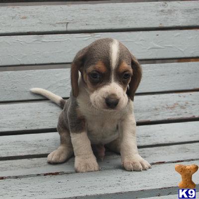 Beagle Puppies for Sale