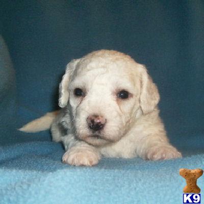 Bichon Frise Puppies for Sale
